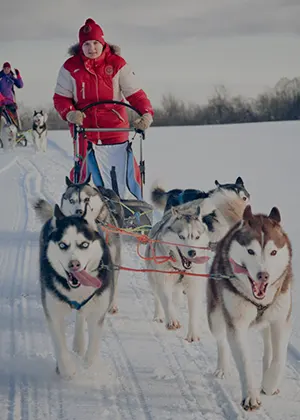 The sled dog